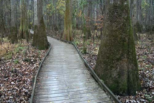 Congaree National Park, South Carolina: Map, Location, Ticket Price, Facts & History