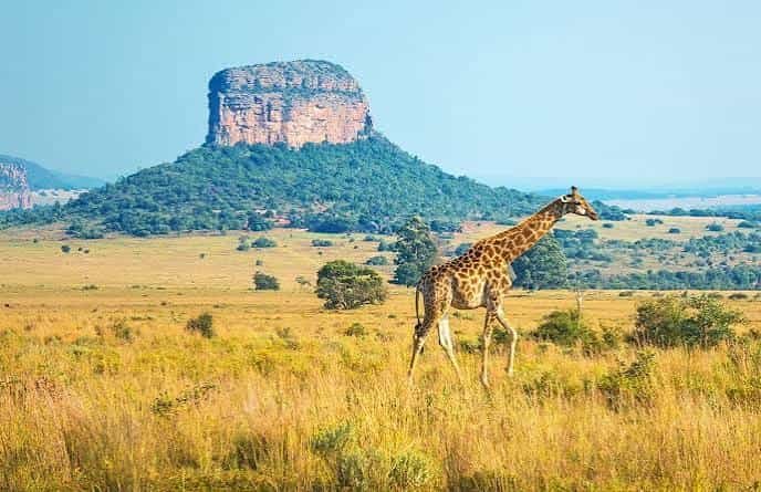 Kruger National Park, South Africa: Map, Location, Ticket Price, Facts & History