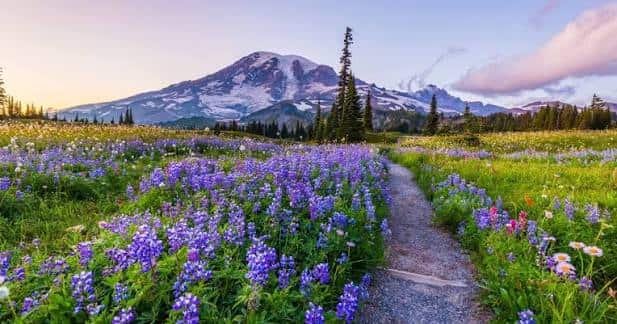 National Parks in Washington: Locations, Ticket Prices, Facts & History