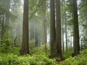 Redwood National Park, California: Map, Location, Ticket Price, Facts & History