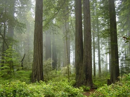 Redwood National Park, California: Map, Location, Ticket Price, Facts & History