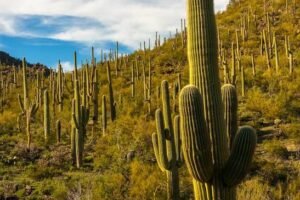 Saguaro National Park, Arizona: Map, Location, Ticket Price, Facts & History