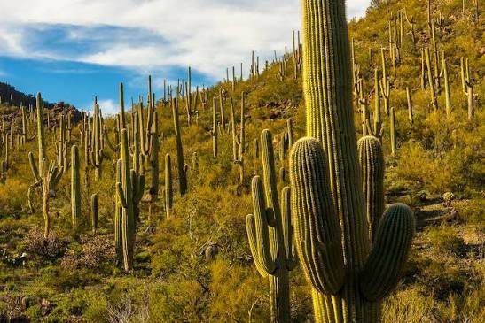 Saguaro National Park, Arizona: Map, Location, Ticket Price, Facts & History