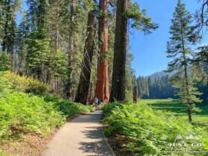 Sequoia National Park, California: Map, Location, Ticket Price, Facts & History