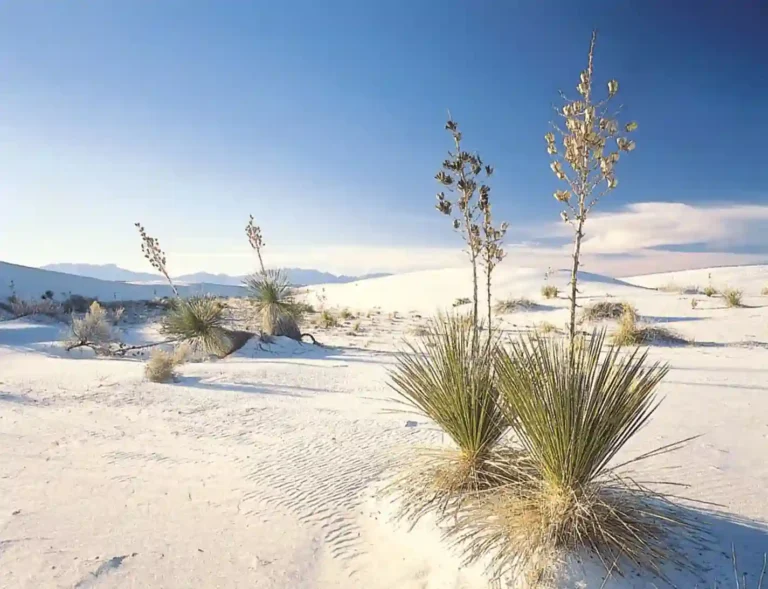 White Sands National Park, New Mexico: Map, Location, Ghost Tracks & History