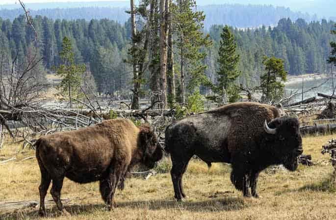 Yellowstone National Park, Wyoming: Location, Ticket Price, Facts & History